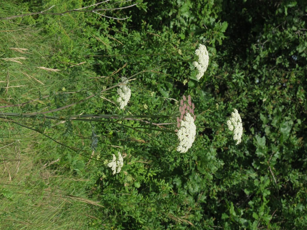 Libanotis pyrenaica